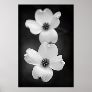 Dogwood Blossom in zwart-wit Poster