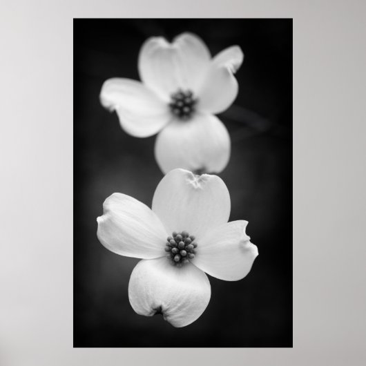 Dogwood Blossom in zwart-wit Poster (Voorkant)