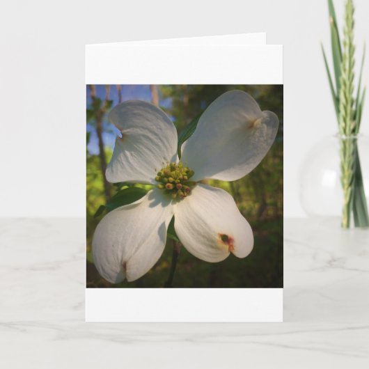 Dogwood Blossom, kaart (Voorkant)