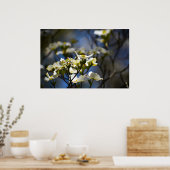 Dogwood Blossom Poster (Keuken)