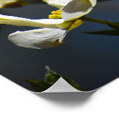 Dogwood Blossom Poster (Hoek)