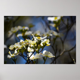 Dogwood Blossom Poster