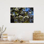 Dogwood Blossom Poster (Keuken)