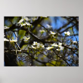 Dogwood Blossom Poster (Voorkant)