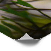 Dogwood Blossom Poster (Hoek)