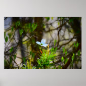 Dogwood Blossom Poster (Voorkant)