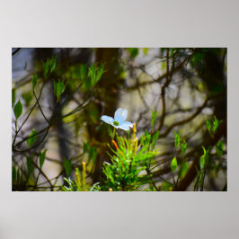 Dogwood Blossom Poster