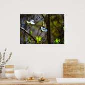 Dogwood Blossom Poster (Keuken)