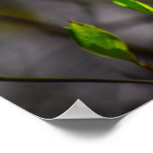 Dogwood Blossom Poster (Hoek)