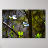 Dogwood Blossom Poster (Voorkant)