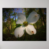 Dogwood Blossom Poster (Voorkant)