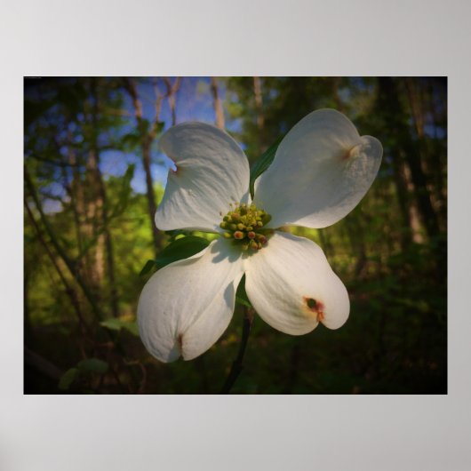 Dogwood Blossom Poster (Voorkant)