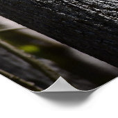 Dogwood Blossom Poster (Hoek)