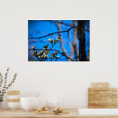 Dogwood Blossom Poster (Keuken)