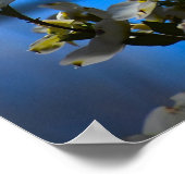 Dogwood Blossom Poster (Hoek)