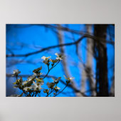 Dogwood Blossom Poster (Voorkant)