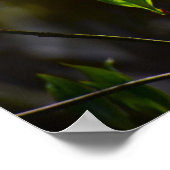 Dogwood Blossom Poster (Hoek)