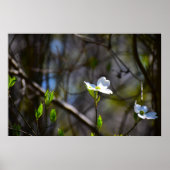 Dogwood Blossom Poster (Voorkant)