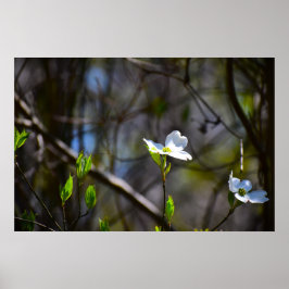 Dogwood Blossom Poster