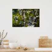 Dogwood Blossom Poster (Keuken)