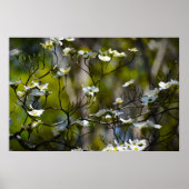 Dogwood Blossom Poster (Voorkant)