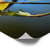 Dogwood Blossom Poster (Hoek)