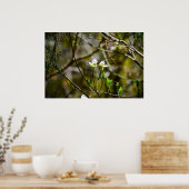 Dogwood Blossom Poster (Keuken)