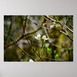 Dogwood Blossom Poster