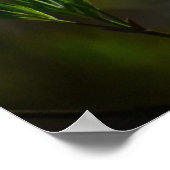 Dogwood Blossom Poster (Hoek)