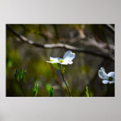 Dogwood Blossom Poster (Voorkant)