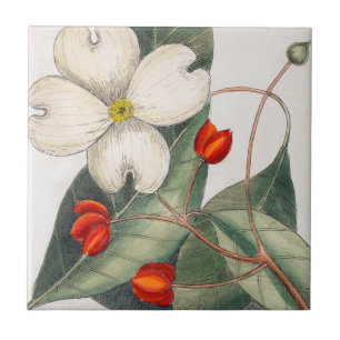 Dogwood Boom bloeien,  kunst met witte bloem Tegeltje