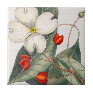 Dogwood Boom bloeien,  kunst met witte bloem Tegeltje