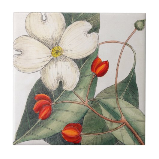 Dogwood Boom bloeien, kunst met witte bloem Tegeltje (Voorkant)