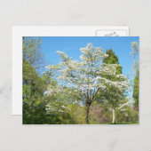 Dogwood Briefkaart (Voorkant / Achterkant)