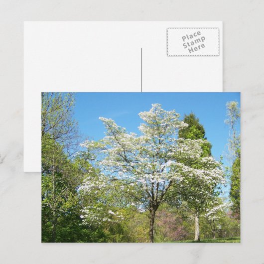 Dogwood Briefkaart (Voorkant / Achterkant)