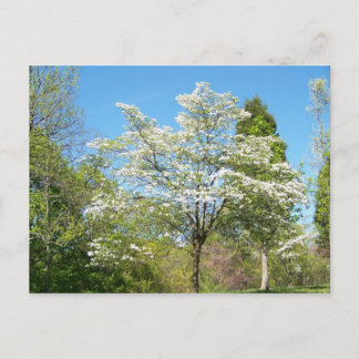 Dogwood Briefkaart