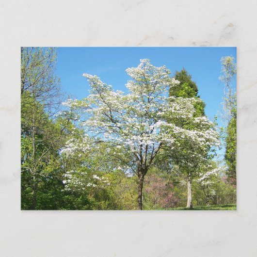 Dogwood Briefkaart (Voorkant)
