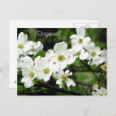 Dogwood Briefkaart (Voorkant / Achterkant)