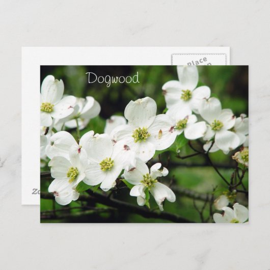 Dogwood Briefkaart (Voorkant / Achterkant)