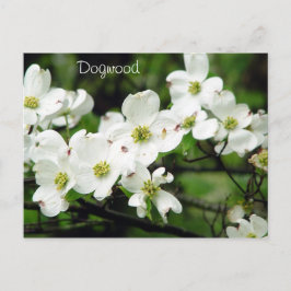 Dogwood Briefkaart