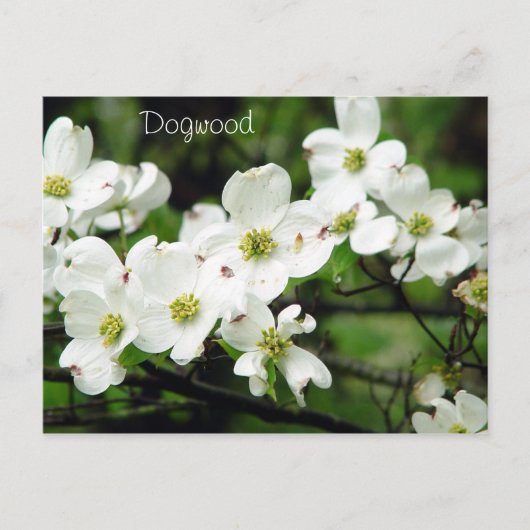 Dogwood Briefkaart (Voorkant)