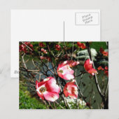 Dogwood Briefkaart (Voorkant / Achterkant)