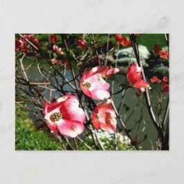 Dogwood Briefkaart