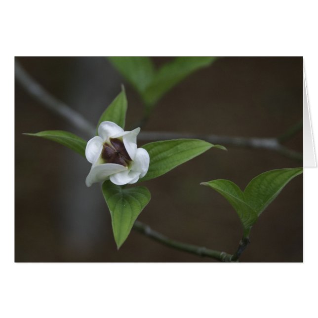 Dogwood Bud (Voorkant Horizontaal)