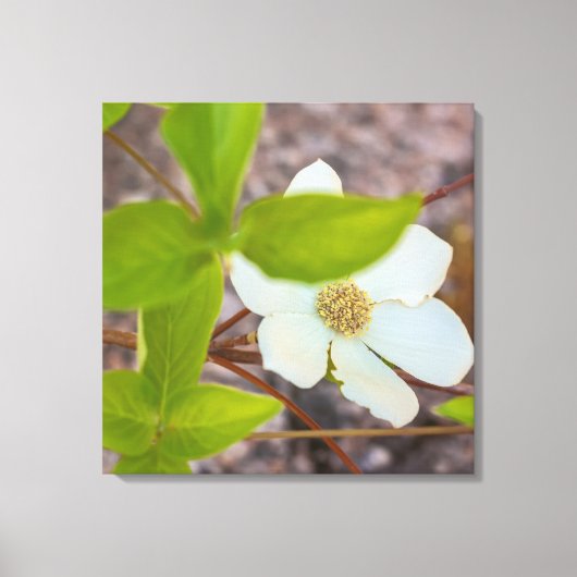 Dogwood Canvas Afdruk (Voorkant)