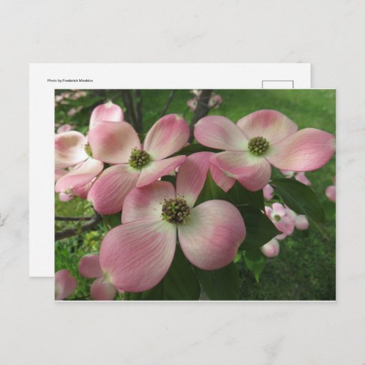 Dogwood Cluster Briefkaart (Voorkant / Achterkant)