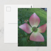 Dogwood Cross Briefkaart (Voorkant / Achterkant)