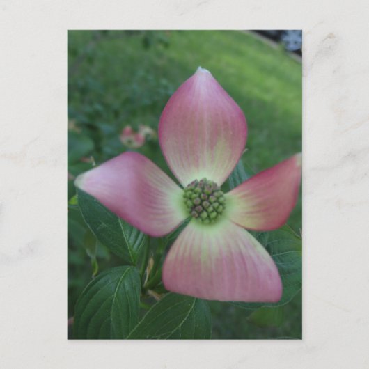 Dogwood Cross Briefkaart (Voorkant)