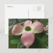 Dogwood Cross Briefkaart (Voorkant / Achterkant)