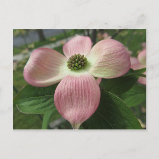 Dogwood Cross Briefkaart (Voorkant)